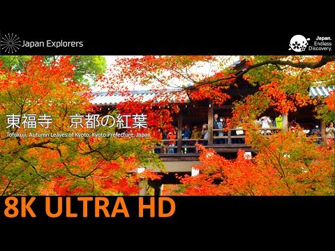 東福寺 京都の紅葉 Tofukuji, Autumn Leaves of Kyoto [8K]