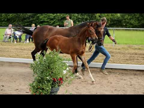 Hengst, geb. 17.05.2021 – V: Cornets Carpaccio M: A Conto As – Salvanto