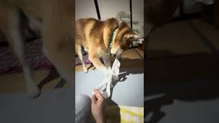 はちのストレス解消法🐾