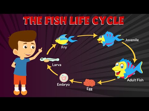 Cyclefish