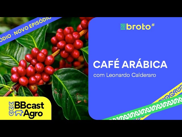 Café Arábica: El Niño, safra recorde e comercialização mantêm mercado volátil BBCast Agro 01/09/2026