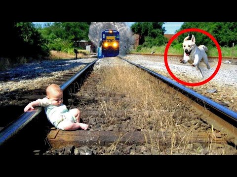 50 Animales Héroes Que se Sacrificaron por sus Dueños | ¡Lo Mejor Del Año!