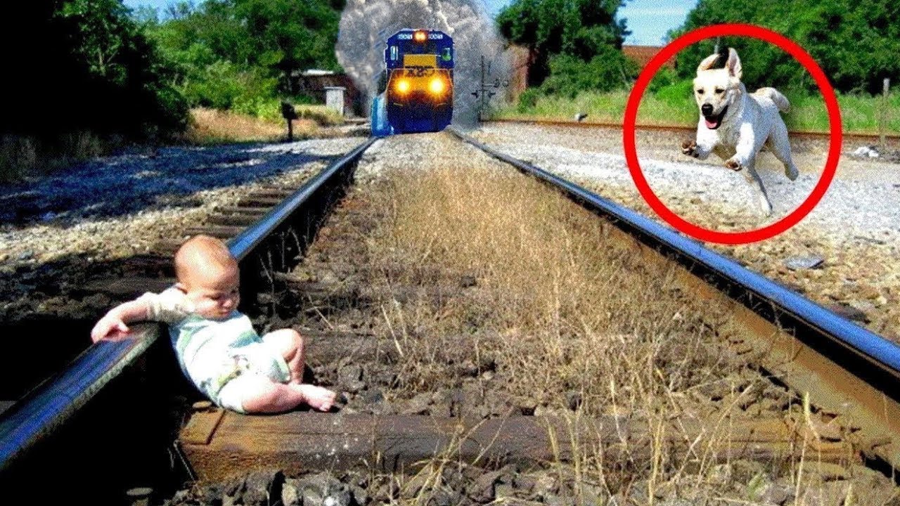 50 Animales Héroes Que se Sacrificaron por sus Dueños | ¡Lo Mejor Del Año!