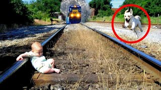 50 Animales Héroes Que se Sacrificaron por sus Dueños | ¡Lo Mejor Del Año! MQDEFAULT Thumbnail