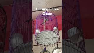 Download lagu Burung robin gacor..#janganlupajagasenyumanindahmu #kicaumania mp3