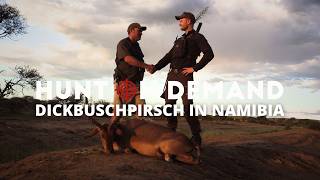Jagdkroneexklusivreisen 🇳🇦 Dickbuschpirsch in Namibia 2026 - Teil 1 von @jagdkrone