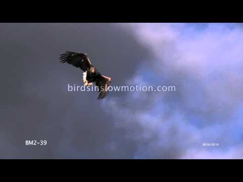 White Tailed Sea Eagle Slow Motion In Flight Sky shot on Phantom HD Gold - 3 Shots