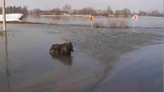 preview picture of video 'Korana Karlovac 23.01.2013.poplava.'
