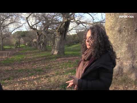 ALLA SCOPERTA DI ROMA: La Valle dei Platani, i giganti centenari di villa Borghese