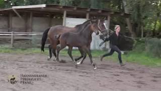 Video von Quintus