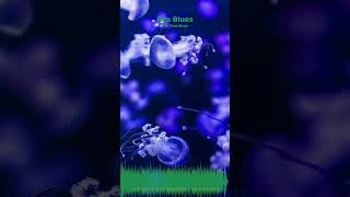 Miniature YouTube : Sea Blues | Musique Ambiante & Relaxation par Soochrys (131699)