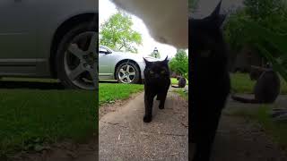 [問卦] 單身套房上班族養貓狗是不是虐待動物