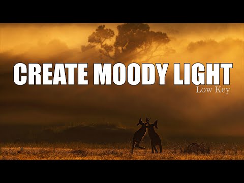 Low Key Bird Photography How to