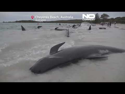NO COMMENT | 45 de balene au fost eutanasiate pe o plajă din Australia