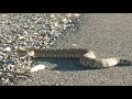 Rattlesnake on the Johnny Cash trail in Folsom