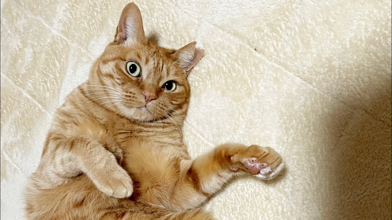 雨の日はゴロゴロするのが1番！🐈　【本家】うめしゃん