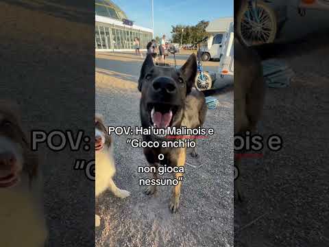 Malinois vs pallone #malinois