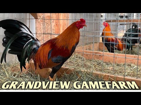 Perfection Sweater Yellow leg hatch - GRANDVIEW FARM