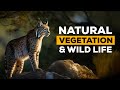 Class 9 Natural Vegetation Wild Life CBSE Board Geography Home Revise
