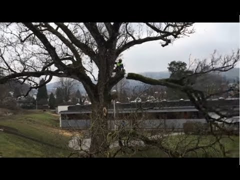 Warum wegen 5G alle Bäume aus den Städten verschwinden werden