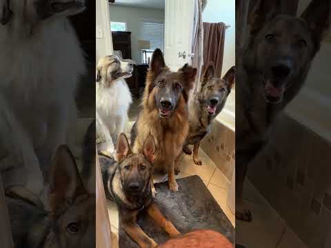 It’s a thankless job #floofinators #sadiethesableshepherd