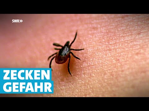 Was Sie über Zecken wissen sollten: neue Arten, Borreliose, FSME, der richtige Schutz
