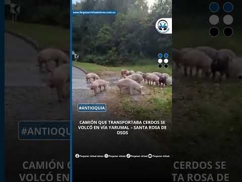 CAMIÓN QUE TRANSPORTABA CERDOS SE VOLCÓ EN VÍA YARUMAL – SANTA ROSA DE OSOS