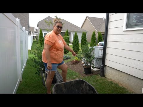 Backyard Transformation: Planting The Privet Hedge & Garden Maintenance