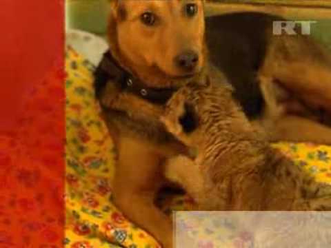 Hunderettung für Löwenbaby [Video-Classic]