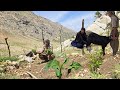 Iran Nomadic Life Planting Tomatoes And Eggplants On A Mountain Farm