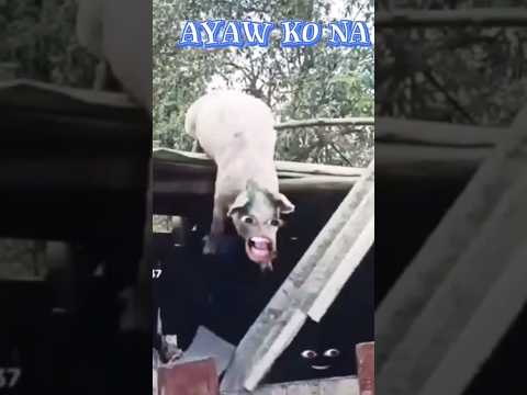 BABOY SA BOBONG #shorts #funny #comedy #memes #animals #pig #funnyanimals #funnypig #viralshorts