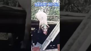 Download lagu BABOY SA BOBONG #shorts #funny #comedy #memes #animals #pig #funnyanimals #funnypig #viralshorts mp3 Download lagu BABOY SA BOBONG #shorts #funny #comedy #memes #animals #pig #funnyanimals #funnypig #viralshorts mp3