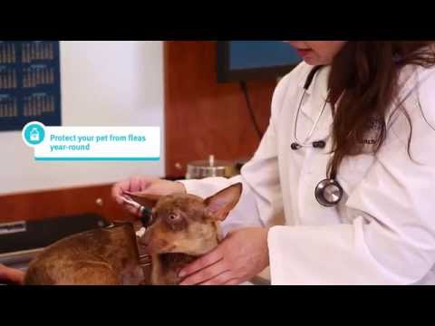 Banfield Pet Hospital Ask-A-Vet - Do Single Dose Flea Medications Work?