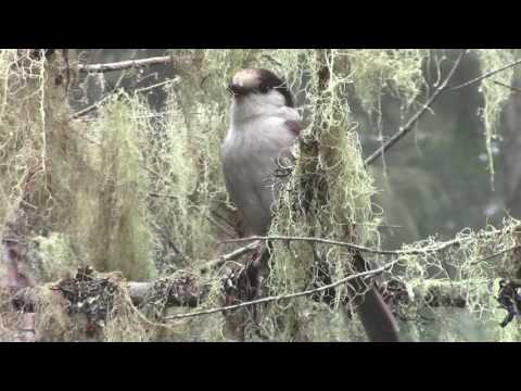 Gray Jay