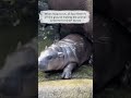 Hippos can "fly" but can't swim | #didyouknow #facts #animalfacts #hippo