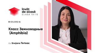 Класс Земноводные (Amphibia)