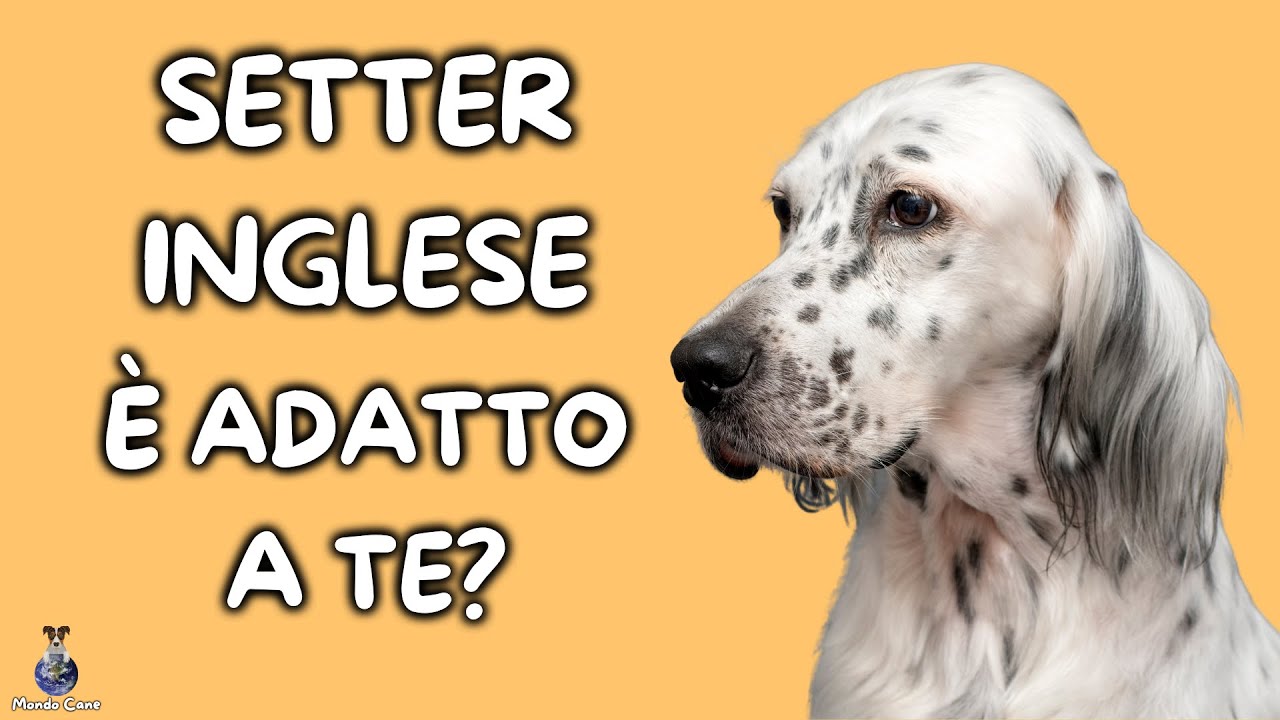 Setter Inglese: Cosa Sapere