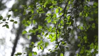 Unknown Forces Released!