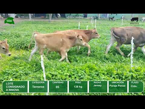Video del lote L0-000842