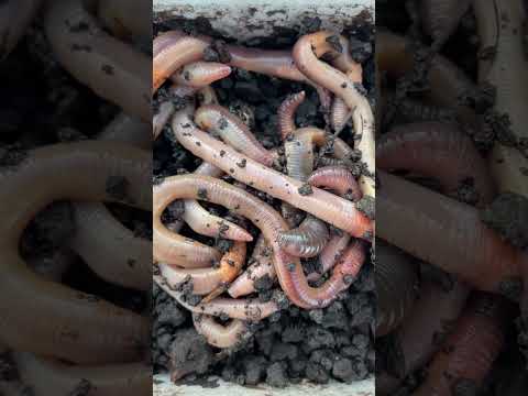 Best Live Fish Bait