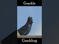 grackle grackling #bird #wildlife #grackle