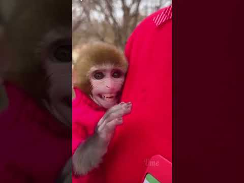 Baby monkey does not like to meet strangers. 🙈🤣🤣🤣