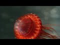 Deep Ocean: Lights in the Abyss trailer - WFFR 2017