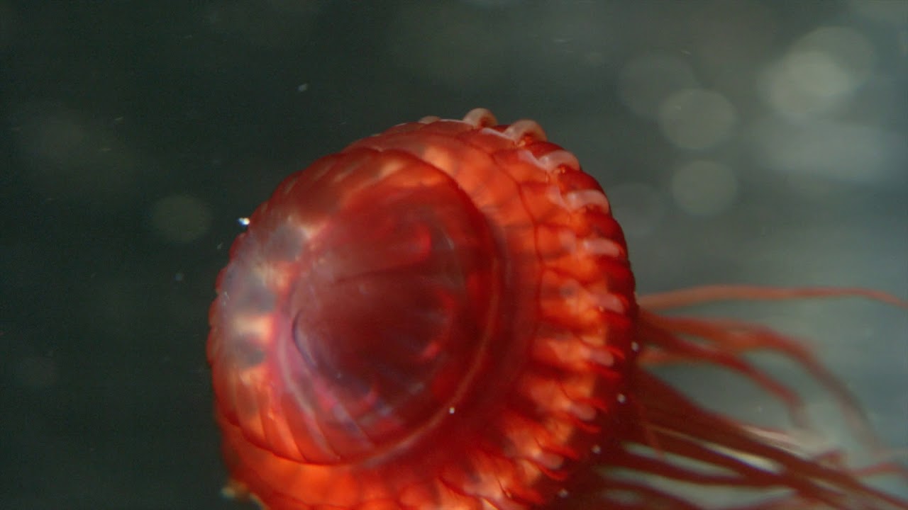 Deep Ocean: Lights in the Abyss