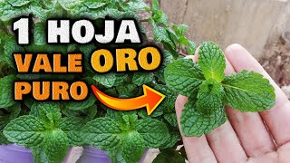 NO DEBE FALTAR EN TU CASA - 8 Beneficios de TOMAR MENTA A DIARIO | Infusión para Adelgazar Rápido