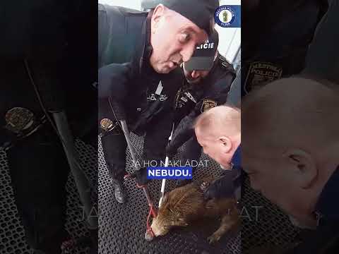 ODCHYT DIVOČÁKA V TESCU NA ROKYCANSKÉ V PLZNI