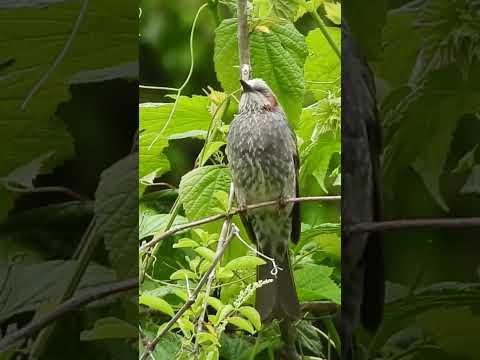 アカヒヨドリについて詳しく解説