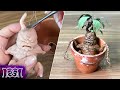Mandrake - Harry Potter DIY