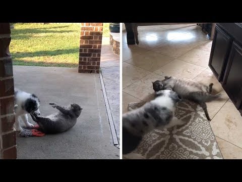 Fat Cat Gets Annoyed With Dog