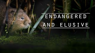 Water Vole Photography, macro and the Laowa 24mm underwater.